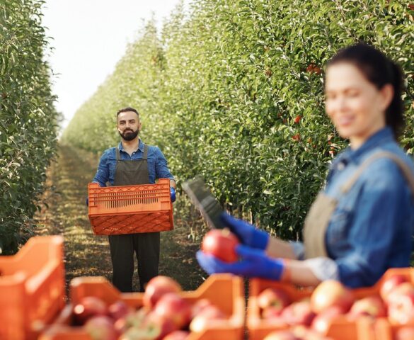 Polacy na migracji w Niemczech zbierają jabłka